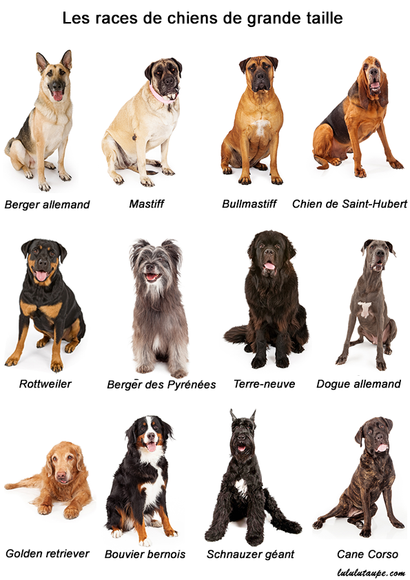 Les races de chiens de grande taille, fiche pédagogique gratuite à imprimer