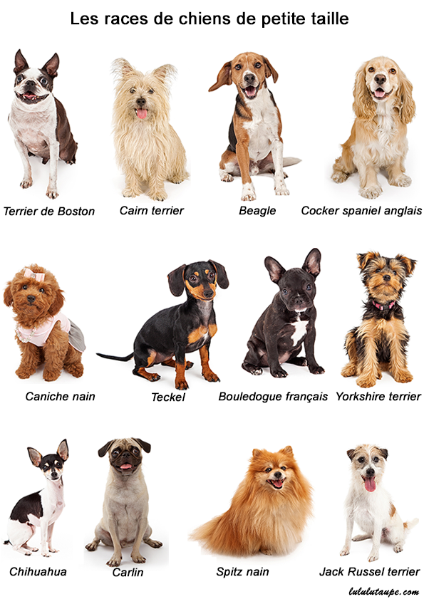 Les races de chiens de petite taille, fiche pédagogique gratuite à imprimer