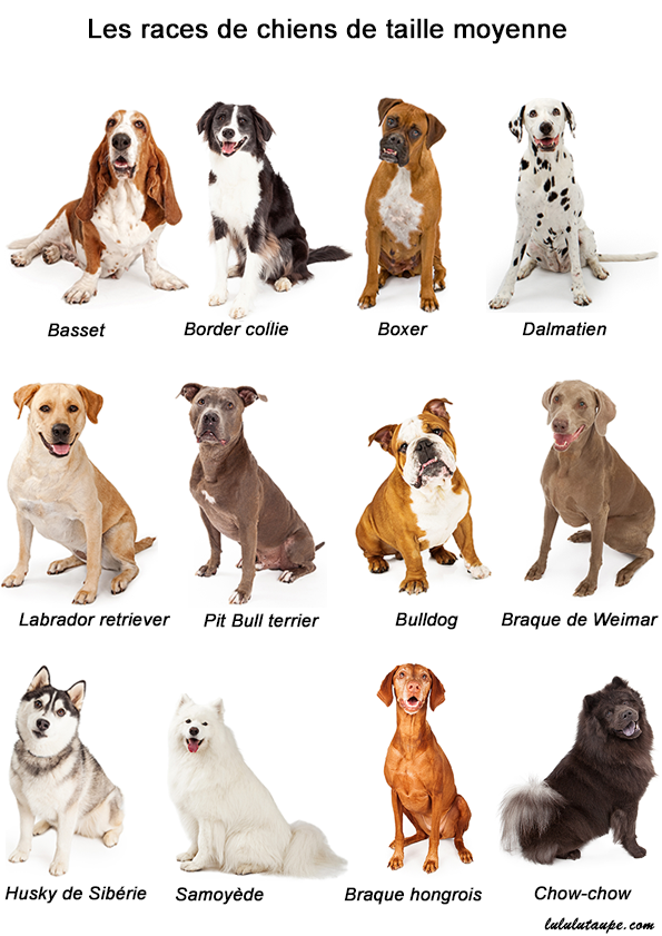 Les races de chiens de taille moyenne, fiche pédagogique gratuite à imprimer