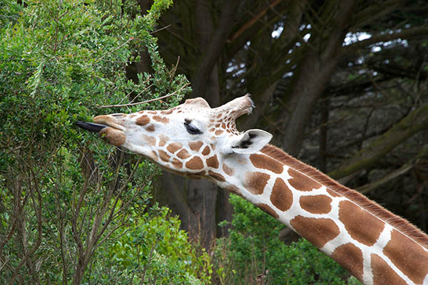Le long cou de la girafe lui permet de manger les feuilles des arbres les plus hauts