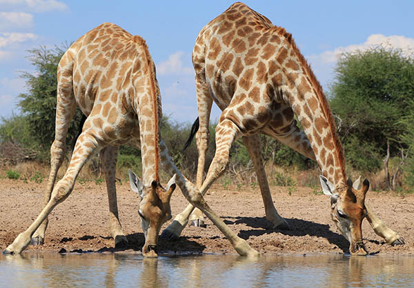 La girafe doit écarter ou plier ses pattes pour boire