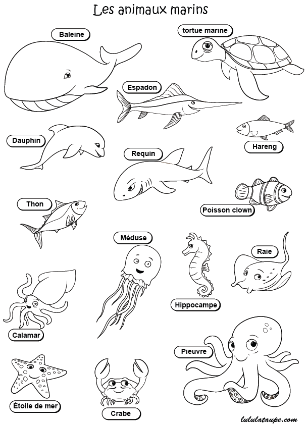 Imagier, les animaux marins
