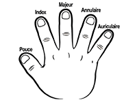 Nom des 5 doigts de la main