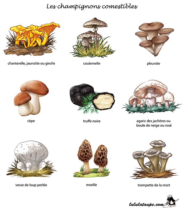 Les champignons comestibles, fiche gratuite à imprimer