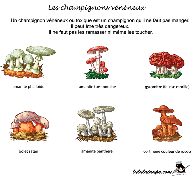 Les champignons vénéneux, fiche gratuite à imprimer