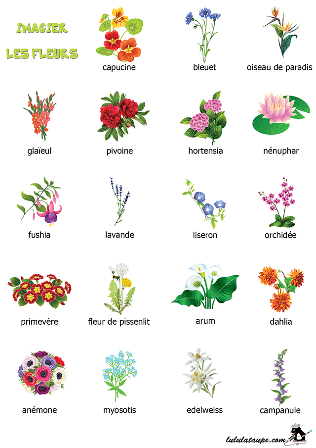 Imagier à imprimer, les fleurs (2)