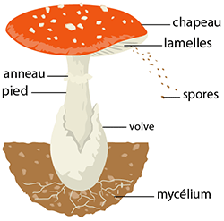 Schéma du champignon