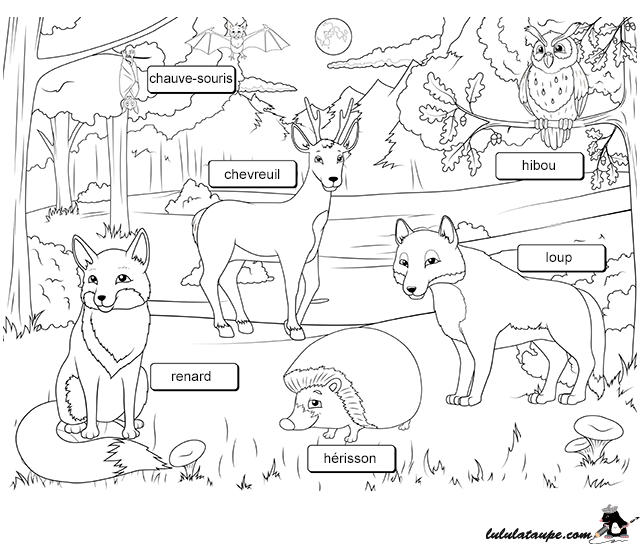 Fiche pédagogique, les animaux de la forêt