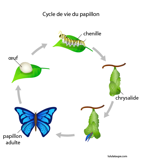 Fiche à imprimer gratuitement, l'œuf, la chenille, la chrysalide, le papillon