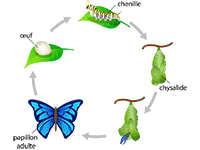 Fiche à imprimer, le cycle de vie du papillon