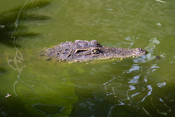Tête de crocodile sous l'eau