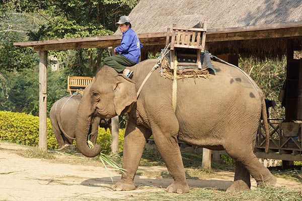 Un cornac sur le dos d'un éléphant d'Asie