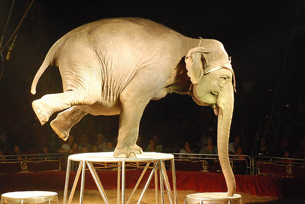 Un éléphant de cirque