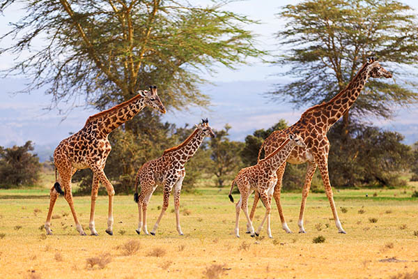 La famille girafe, deux girafons