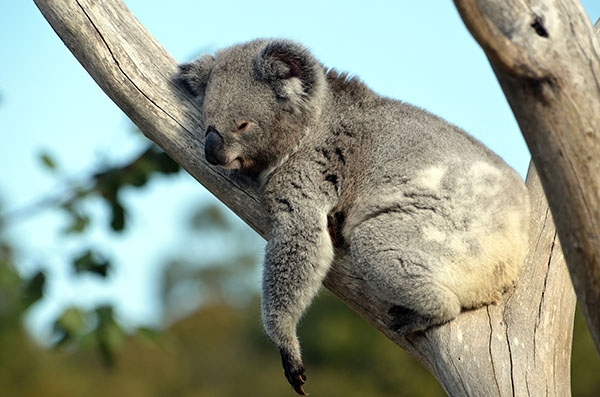 Koala endormi sur une branche d'eucalyptus