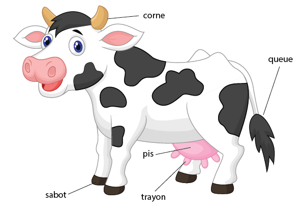 La vache avec descriptif