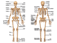 Fiche pédagogique, le squelette humain