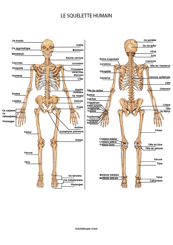 Fiche gratuite à imprimer ou à enregistrer ; le squelette humain