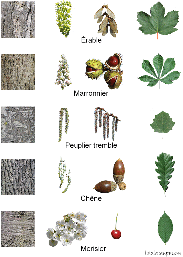 Les arbres de la forêt, fleurs, fruits, écorce et feuilles : érable, marronnier, tremble, chêne et merisier 