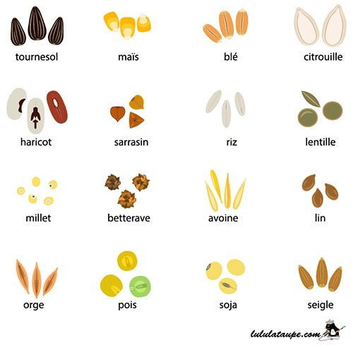 Différentes variétés de graines