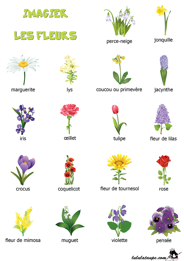 Imagier à imprimer, les fleurs