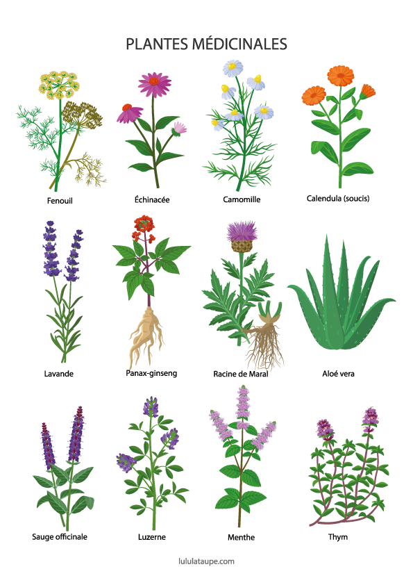 Les plantes médicinales, fiche gratuite à imprimer