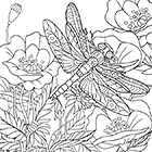Dessin antistress, une libellule et des fleurs de pavots