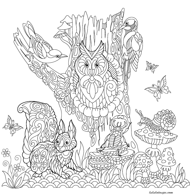 Coloriage adulte, un hibou - Lulu la taupe, jeux gratuits pour enfants