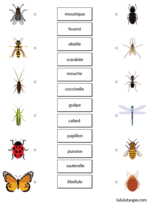 Exercice gratuit, les insectes